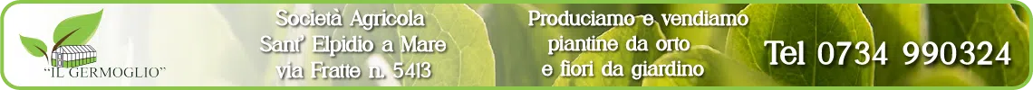 germoglio-2