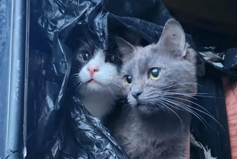 Fermo, cani e gatti chiusi in un camper tra la sporcizia: denunciato un anziano