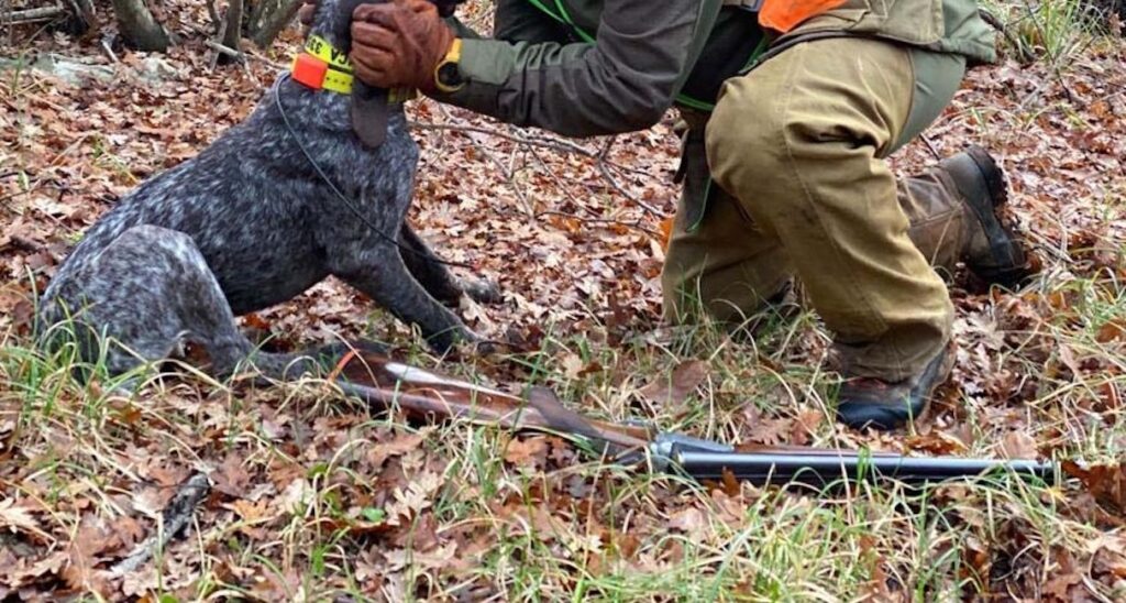 Uccide un Labrador con due colpi di fucile: il Questore revoca il porto d&rsquo;armi a un cacciatore