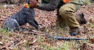 Uccide un Labrador con due colpi di fucile: il Questore revoca il porto d’armi a un cacciatore
