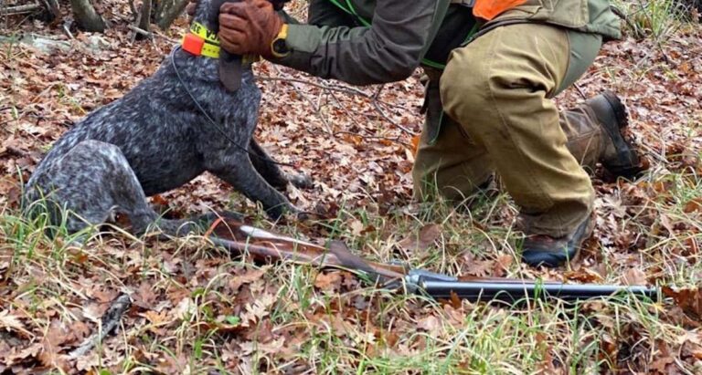 Uccide un Labrador con due colpi di fucile: il Questore revoca il porto d&rsquo;armi a un cacciatore